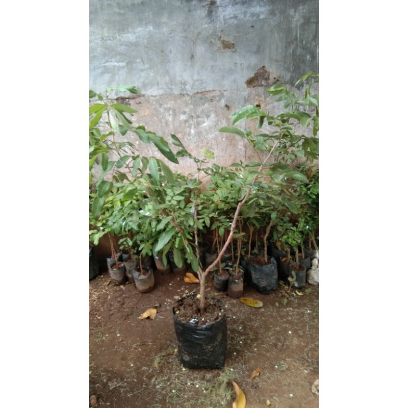 bibit kelengkeng 1pohon 3jenis