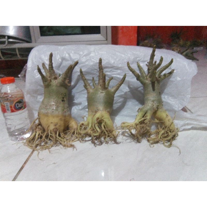 arabicum mix, adenium gogji nsdd black