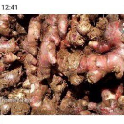 

Jahe merah isi 250 gram