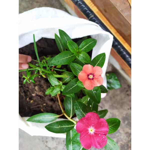 TANAMAN HIDUP BUNGA VINCA ||RANDOM