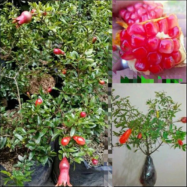 Bibit delima merah super