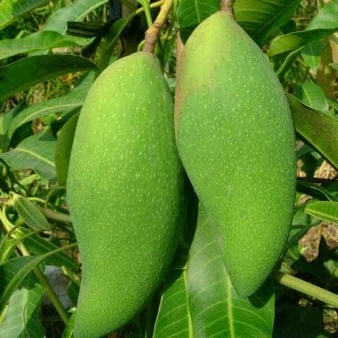 bibit mangga okyong