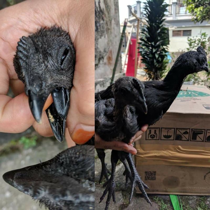 

telur cemani lidah hitam