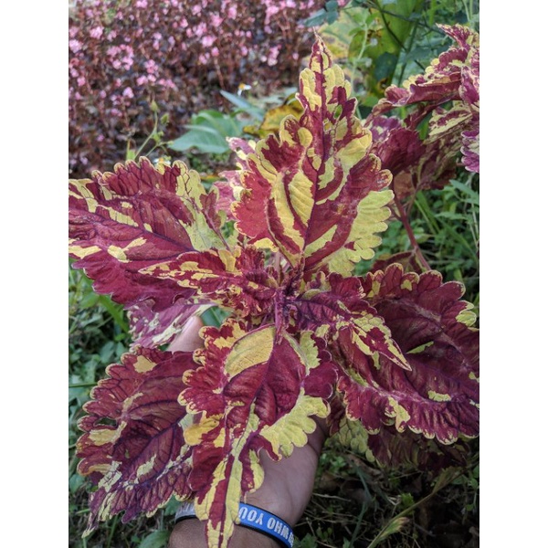 Tanaman Hias Miyana Batik Merah Kuning