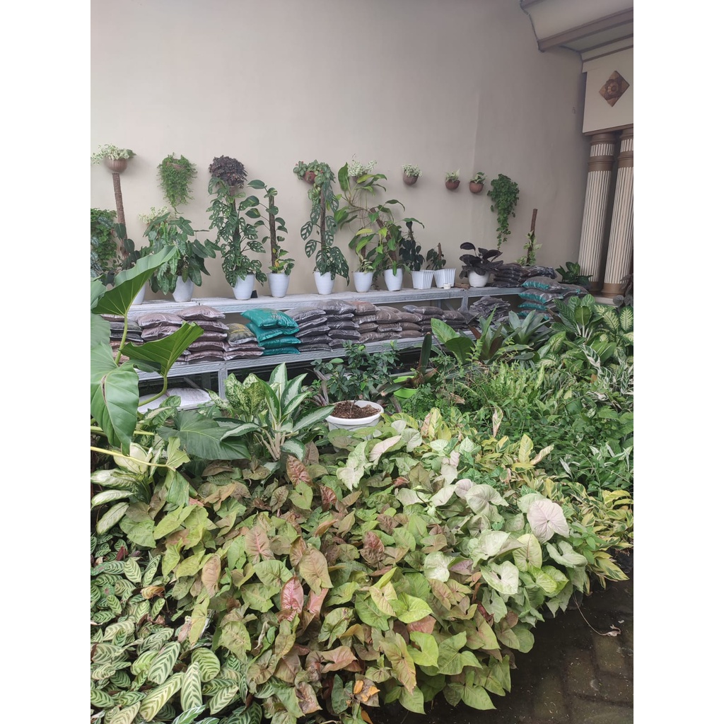 Tanaman Hias Bunga Murah Black Congo Tanaman Philodendron Black