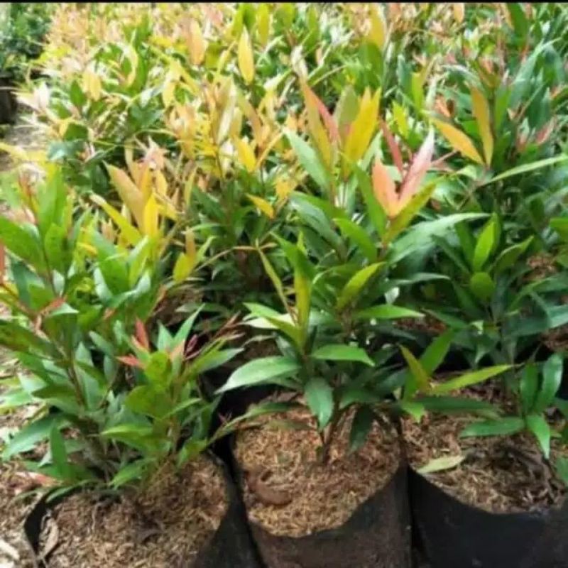 Tanaman/pohon hias outdor pucuk merah