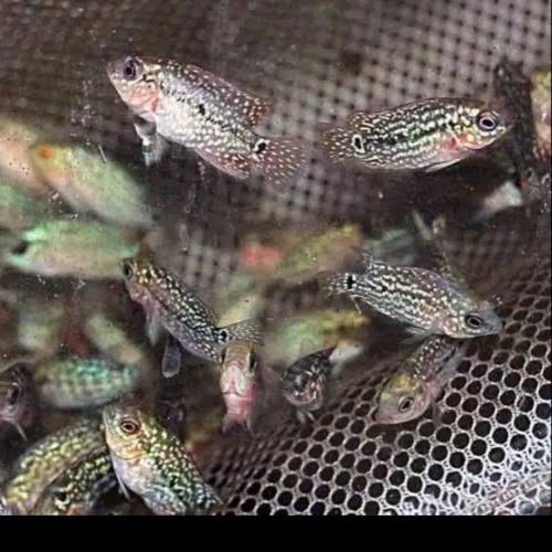 Ikan louhan kamfa size 3 cm ORI thailand