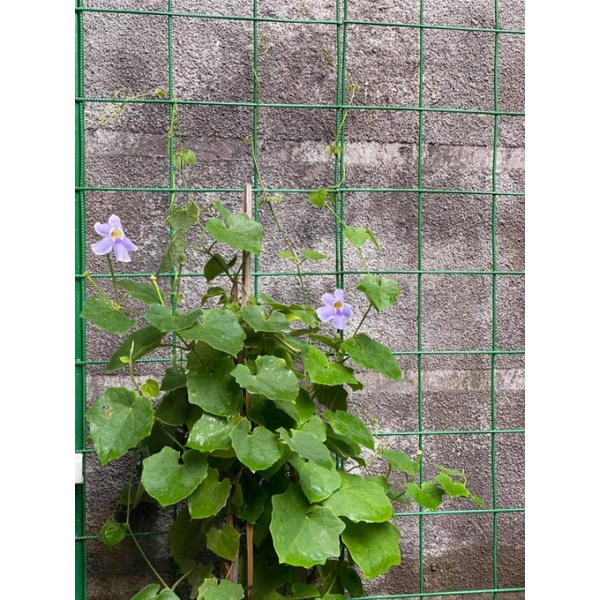 Jual Tanaman Bunga Thunbergia Cantik Tanaman Rambat Thunbergia | Shopee ...