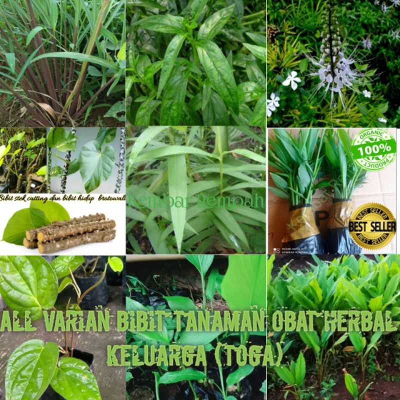 Jual All Varian Bibit Tanaman Obat Herbal Keluarga Toga Shopee Indonesia 6395