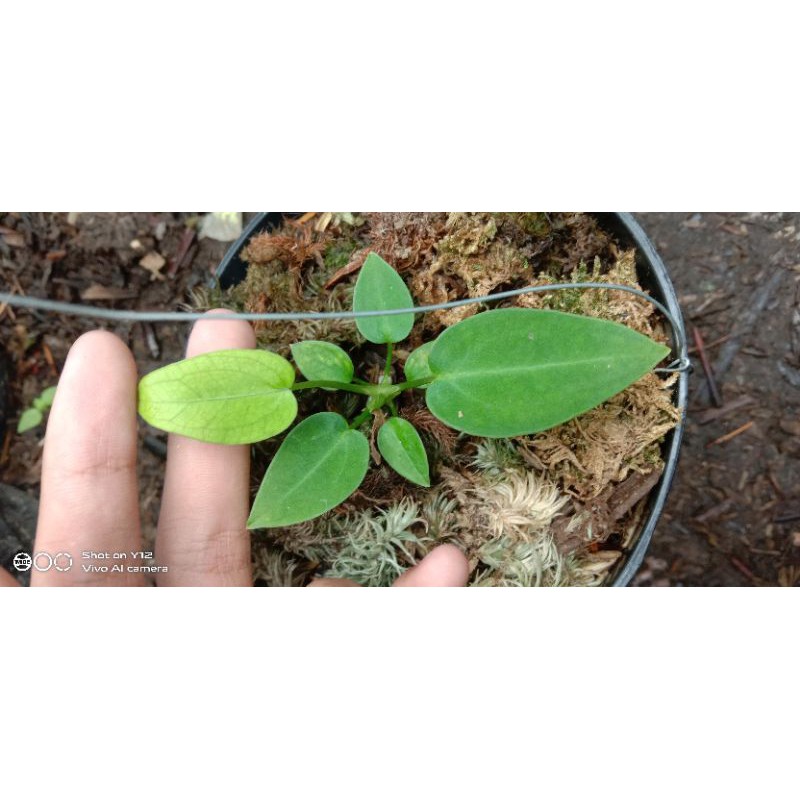 baby warueqonum/lidah gajah