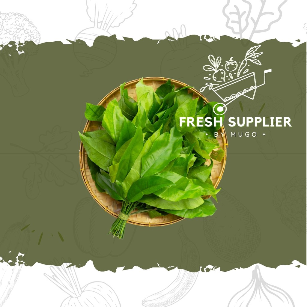 

Daun Melinjo 250g Fresh Supplier