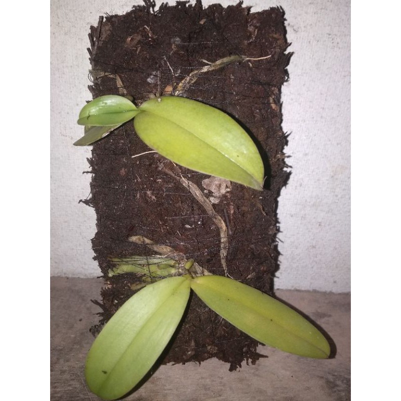 anggrek bulan putih