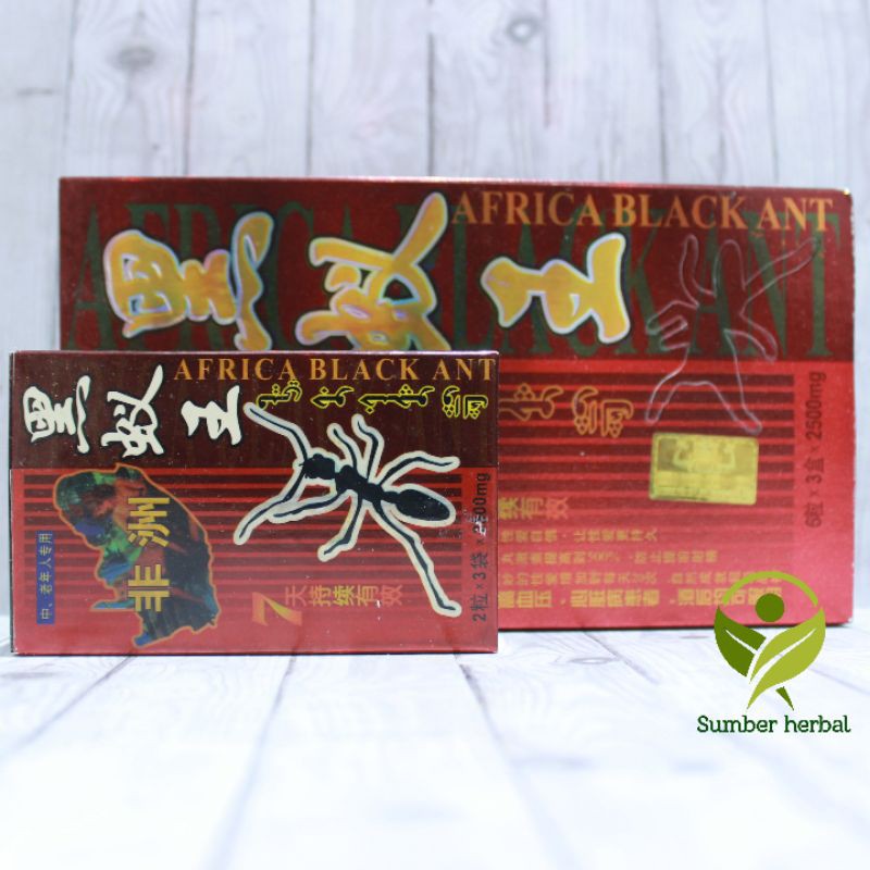 SEMUT AFRIKA AFRICA BLACK ANT ISI 9