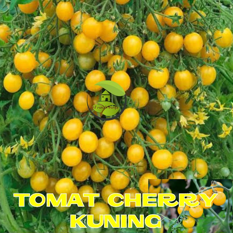Benih Tomat Cherry Merah Manis Tomat Cherry Tropical Ruby Tomat Cherry Rampai Tomat Cherry Kuning-tomat cherry kuning