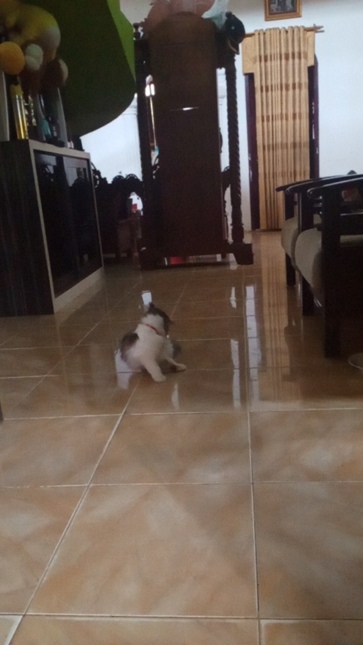 Size M L Xl Xxl Xxxl Bswart Batik Hrb026 Kenongo Hem Pendek Padi Pekalongan M