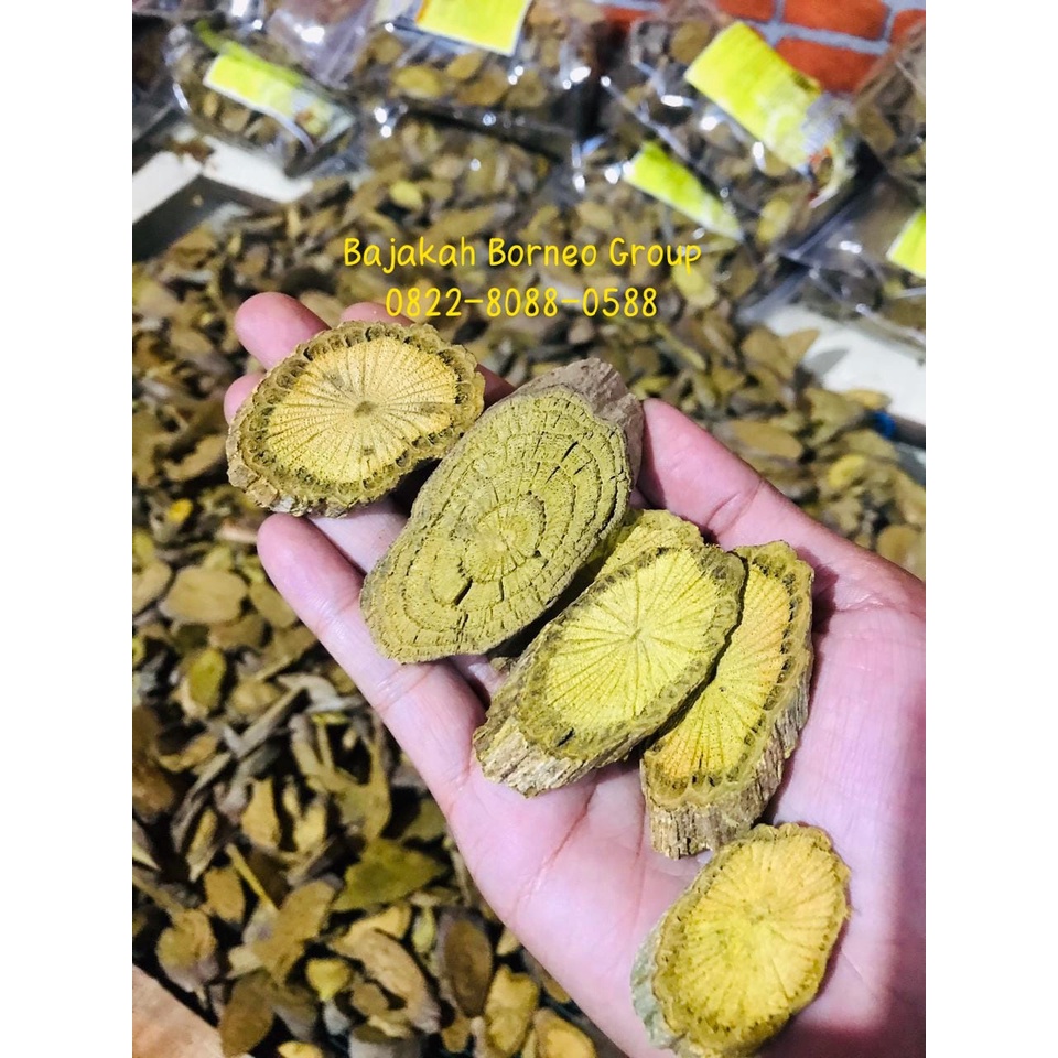 Bajakah AKAR KUNING Siap seduh Asli kalimantan 100% Original Untuk Stamina Pria, Liver, Diabetes