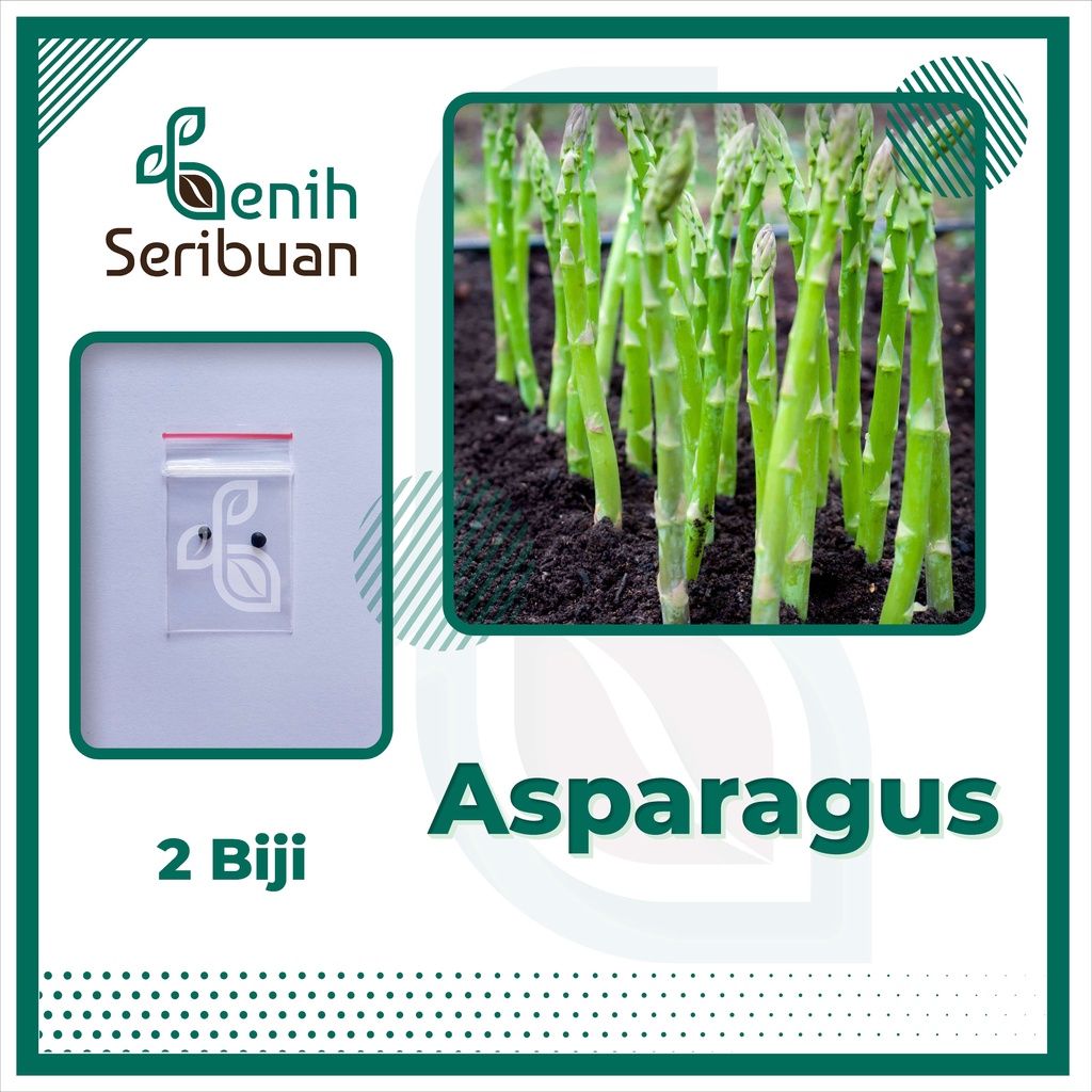 2 Biji - Bibit Asparagus Sayur F1 Mary Washington Benih Sayuran Import Super Siap Tanam Unggul Berku