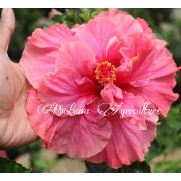 bibit tanaman hias kembang bunga sepatu bangkok tumpuk mahkota lebar jumbo warna Double Pink