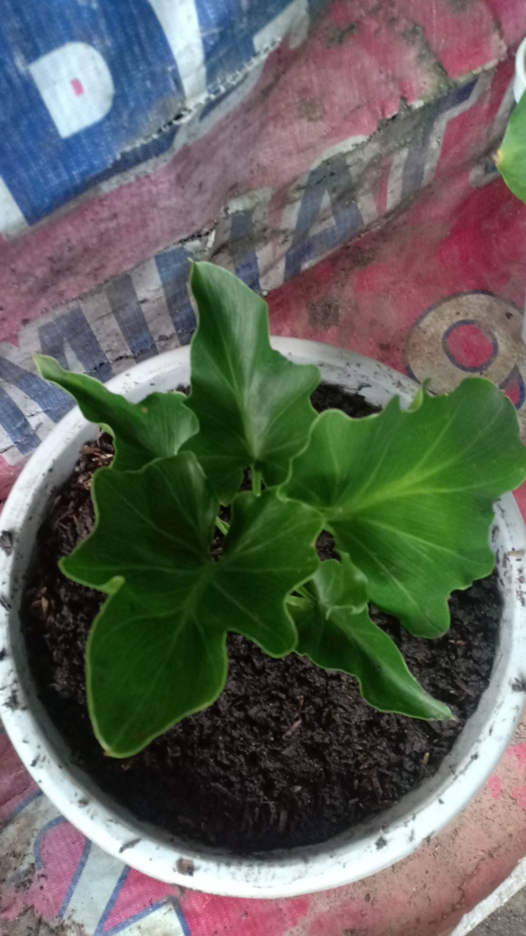 Philodendrom Selloum