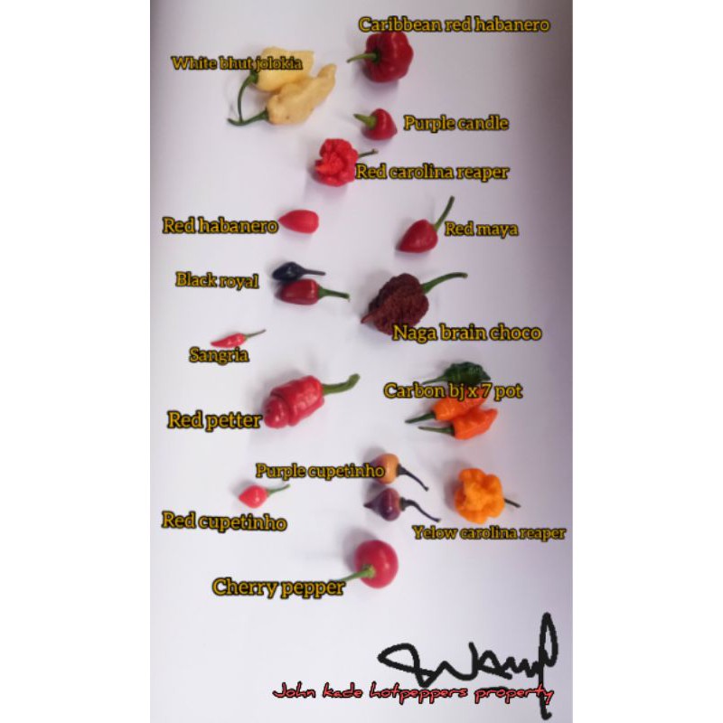 10 JENIS CABE IMPORT. CABE SUPER PEDAS. CAROLINA REAPER. CABE HIAS. CABE UNIK