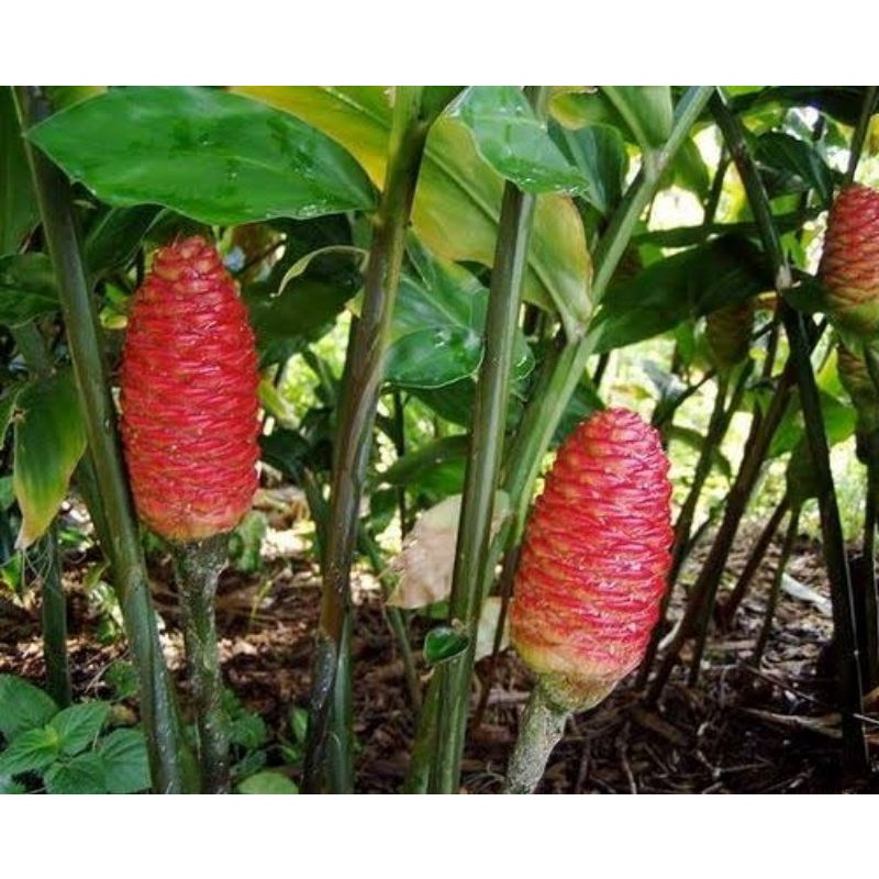 

lempuyang segar termurah 500gr