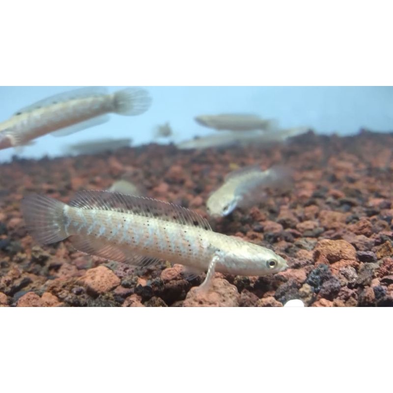Ikan Channa Red Stripe Pulchra 6-7cm