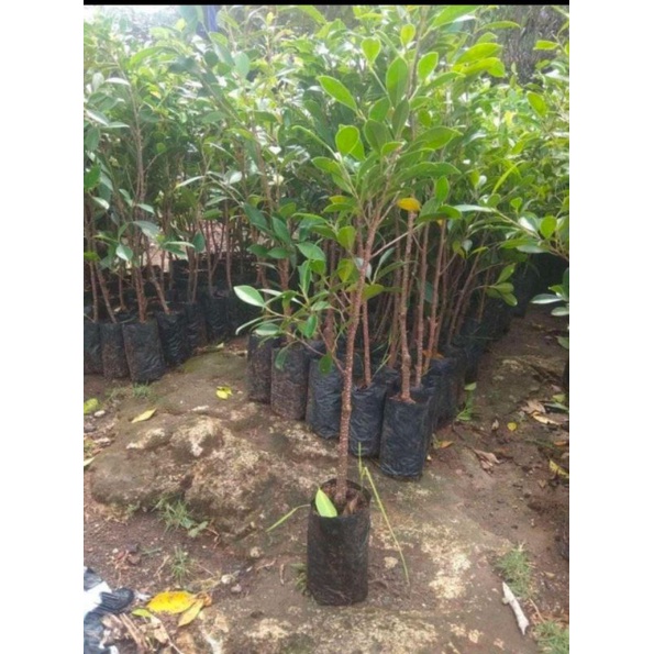 PAKET BIBIT BERINGIN KIMENG 10 BATANG