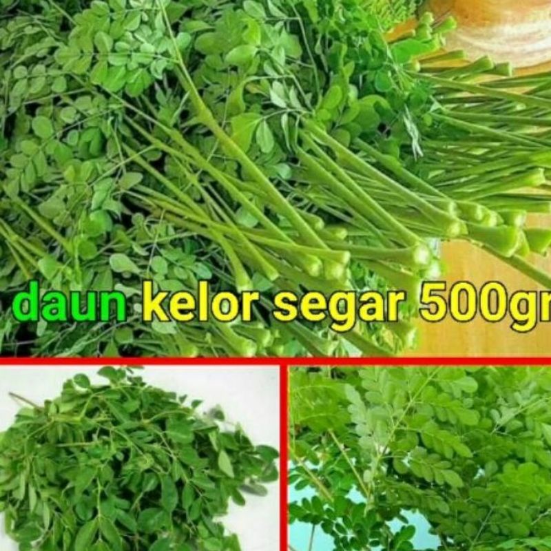 

DAUN KELOR SEGAR 500G SEGAR PETIK DADAKAN LANGSUNG DARI POHON