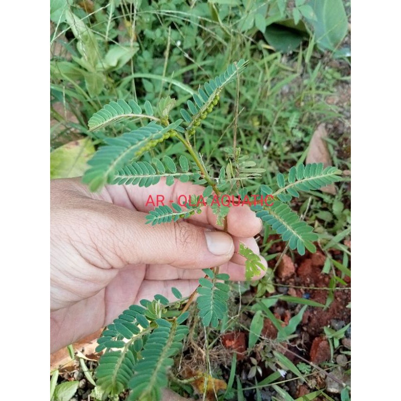 

Daun Meniran Segar 100 Gram Arqla Shop