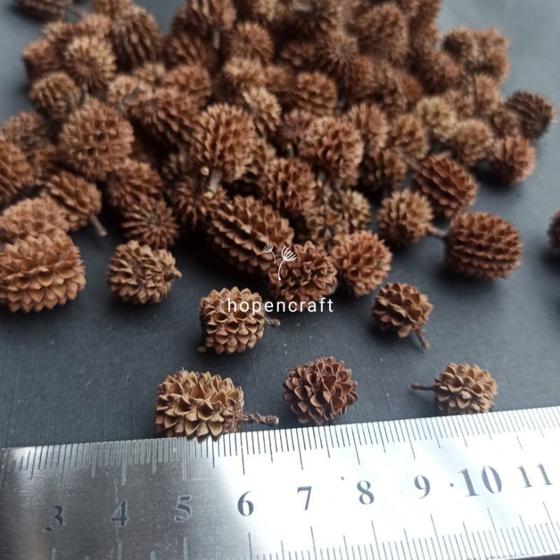 [ 1kg ] Biji Cemara Kering | Cemara Laut