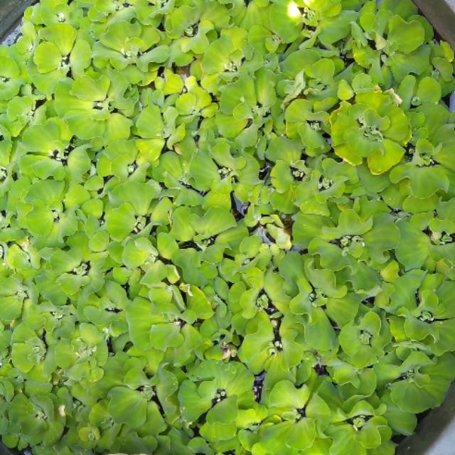 Tanaman air Kapu Kapu Mawar