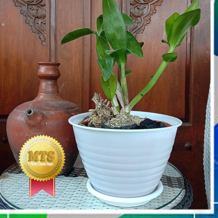 （DIKIRIM DARI JAKARTA） POT TAWON 25 PUTIH - POT TAWON POT 25 PLASTIK VAS BUNGA POT PUTIH POT ADENIUM