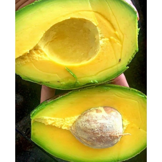 bibit buah alpukat mentega jumbo [Bibit Berkualitas Unggul]