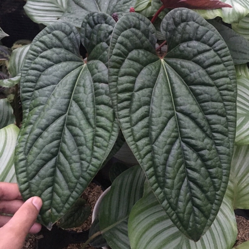 anthurium radicans x luxurians jenis anturium sirih yg daunnya bisa gede