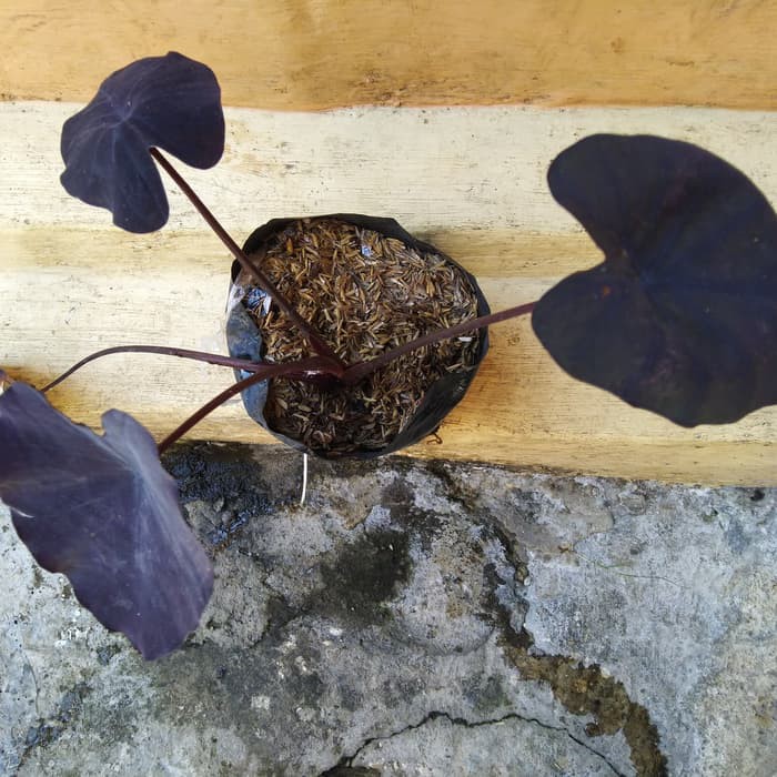 Keladi hitam atau calladium black magic