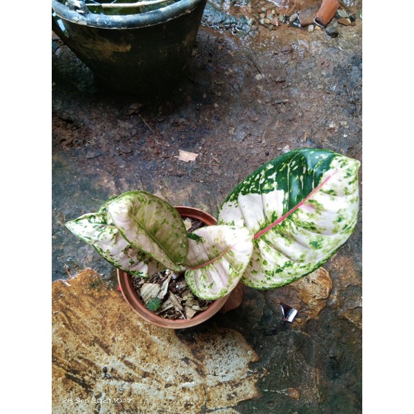 aglonema Dona Carmen mutasi remaja