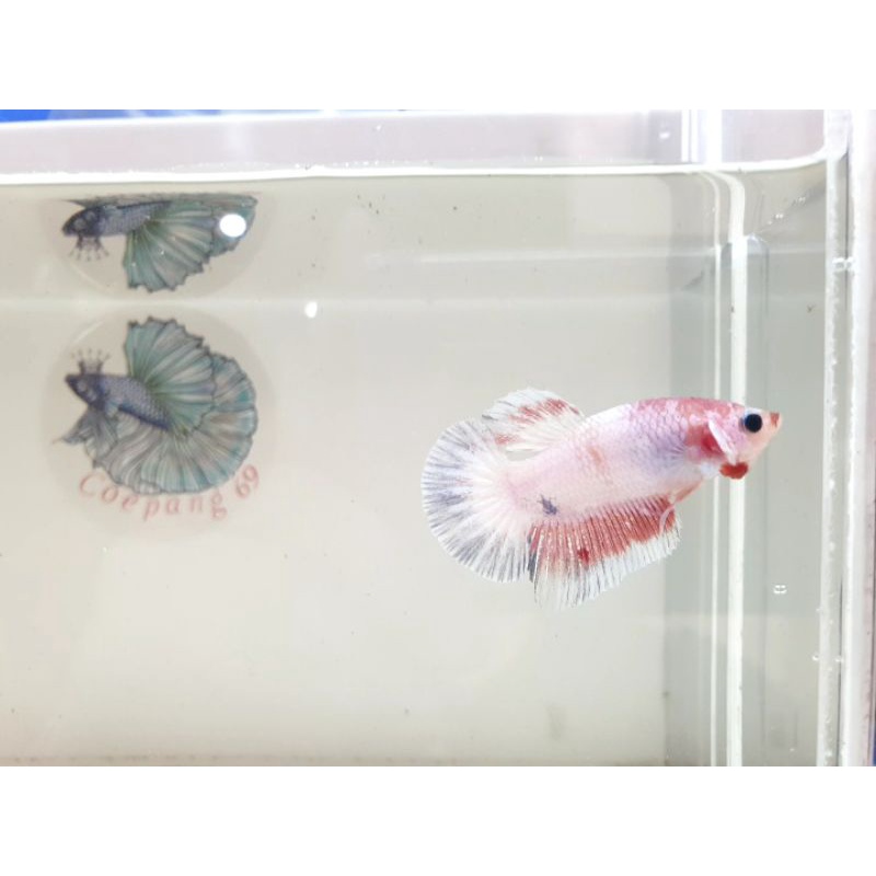 [BELI 1 BONUS 1]Cupang Flamingo Pastel Soft Male Plakat Galaxy. BONUS DIKIRIM RANDOM