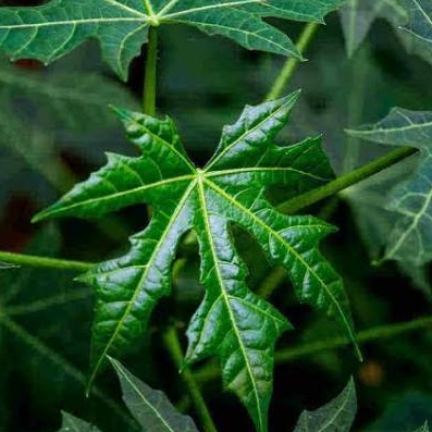 

300gr Daun Pepaya Jepang/ Daun Pepaya Pahit/ 1 Ikat