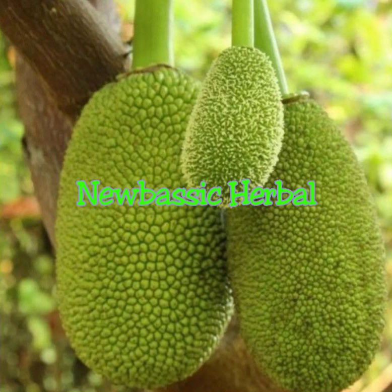 

buah nangka muda fresh 1kg