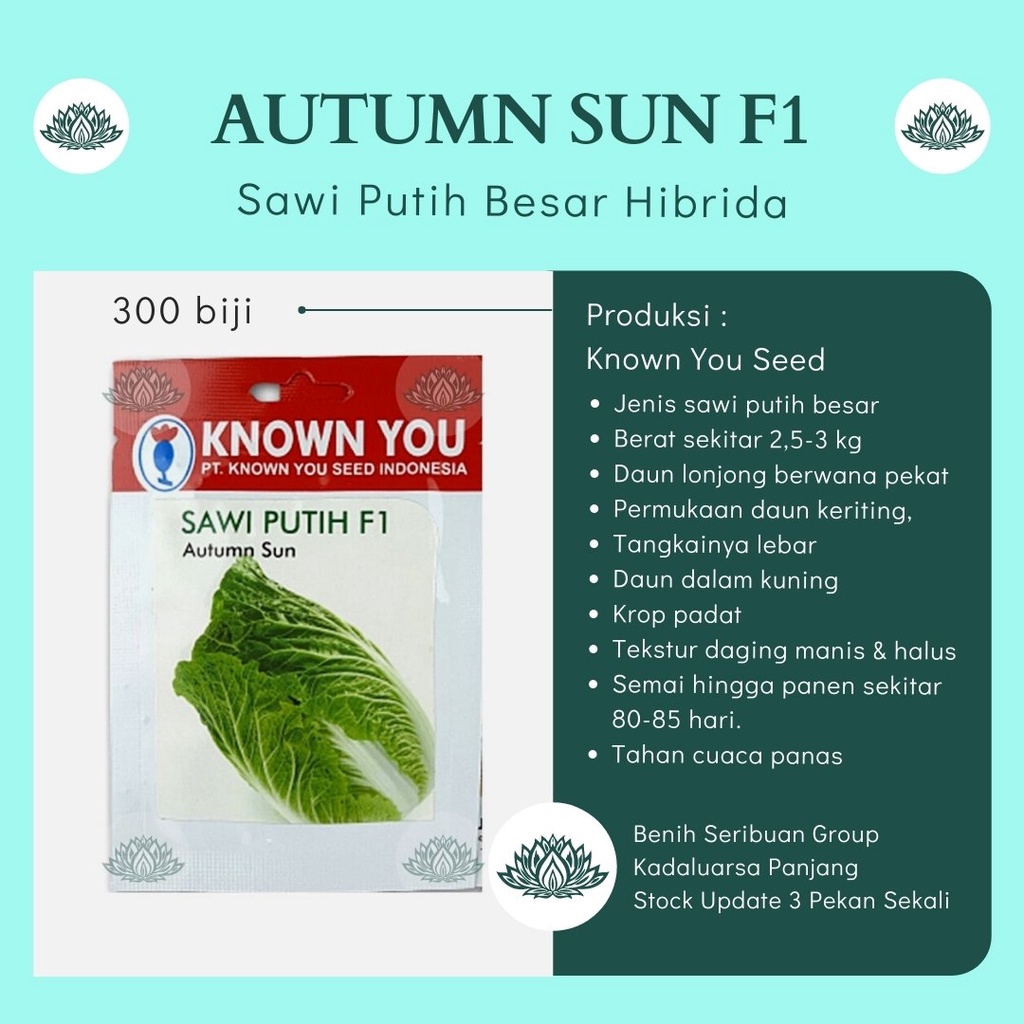 300 Biji Benih Sawi Putih F1 AUTUMN SUN Bibit Sayuran Dataran Rendah Super Known You Seed Krop Padat