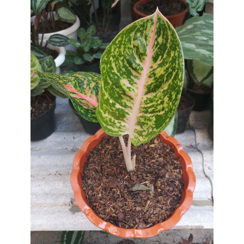 Aglonema  Anakan big papa / big papa anakan