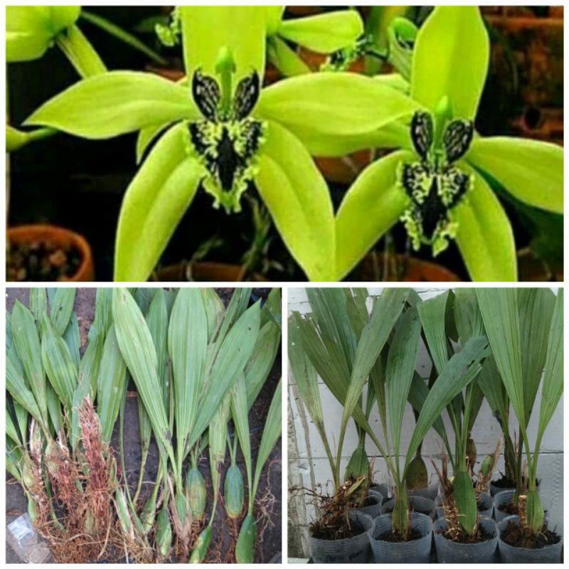 Anggrek Hitam Anggrek Hitam Anggrek Hitam