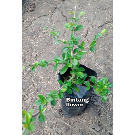 tanaman hais Hokianti bunga Bahan Bonsai Hokianti Micro Buah