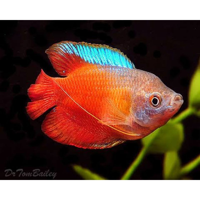 IKAN HIAS CUNA RED /MADU DWARF GOURAMI