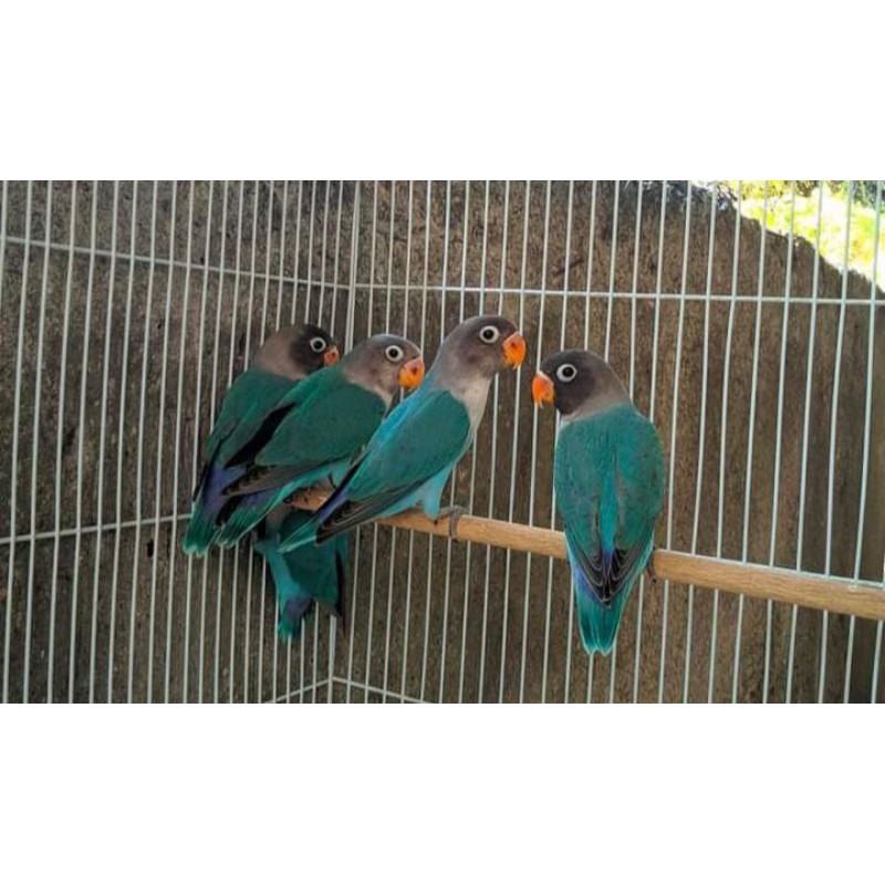 Burung love bird cobal prospek