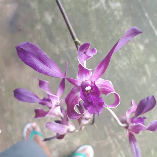 Anggrek Dendrobium Blue Spin