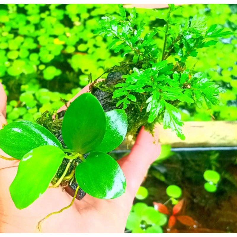 kayu rentek aquascape