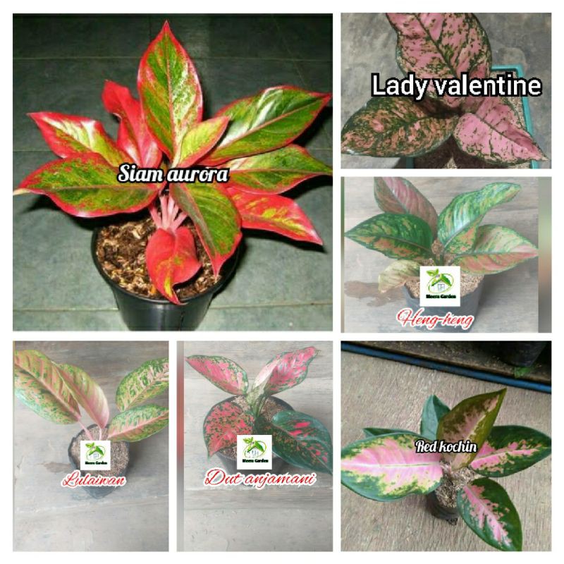 paket 6 jenis bunga aglonema