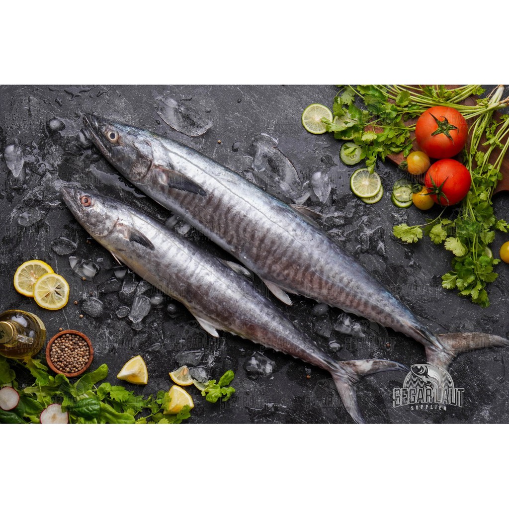 

IKAN TENGGIRI | SPANISH MACKEREL | FRESH FROZEN & SEGAR