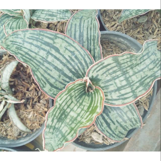 Sansevieria cleopatra